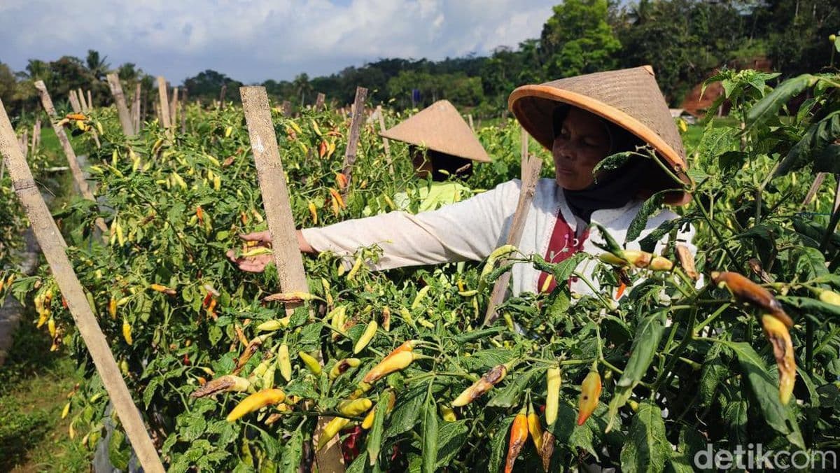 Perang Iran Bikin Pupuk Langka, Pangan Dunia Terimbas